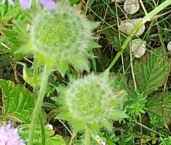 Ackerwittwenblume